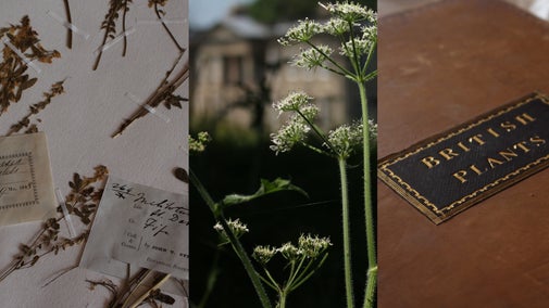 A collage of three images: pressed and dried plant specimens mounted on paper, wild cow parsley with the house at Calke Abbey in the background, and a leather-bound book with 'British Plants' embossed on the cover in gold.